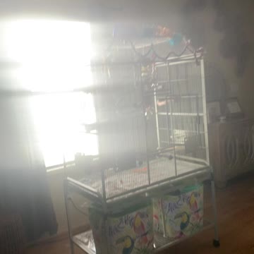 Bean hanging out on his cahe