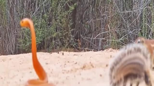 COBRA BULLIED BY SQUIRRELS & MONGOOSE