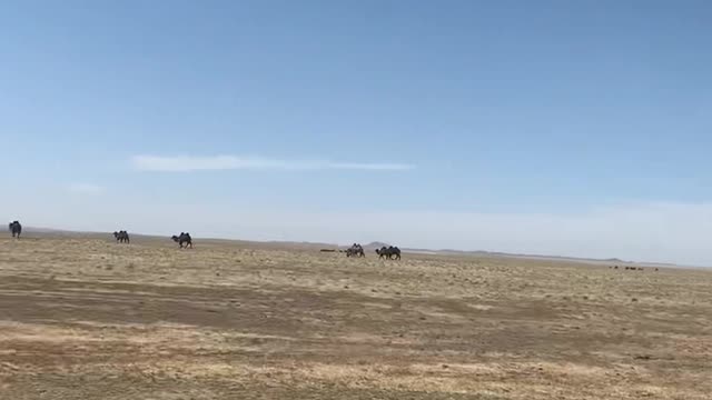 The vast plain that you can see during your trip to Mongolia.