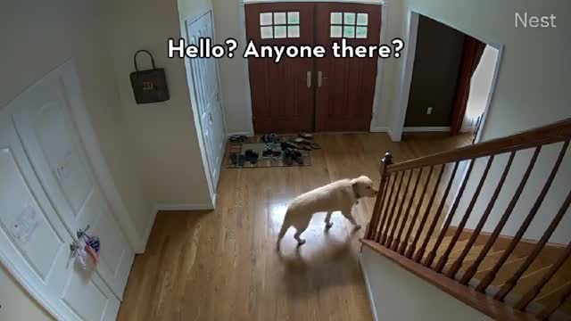 Have you ever recorded your dog when they were home alone?