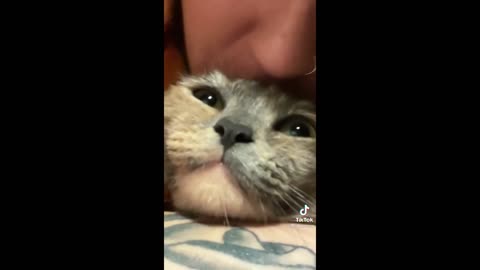 FUNNY CAT COMPILATION OF 2022