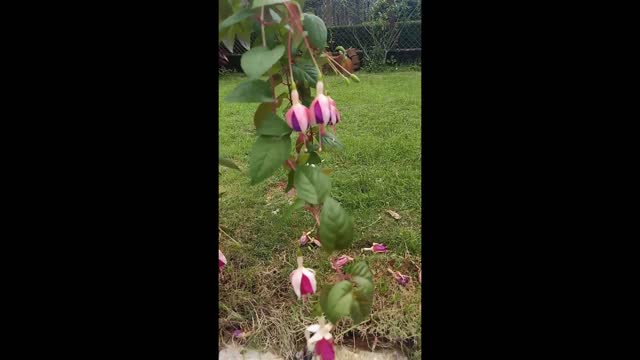 semi double fuchsia flowers