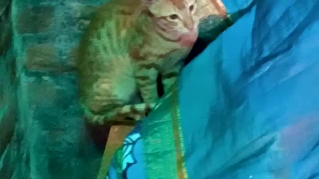 My cute cat handsome baby#