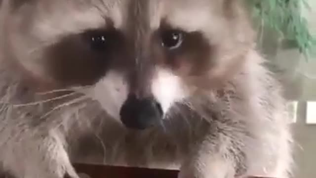 “don’t touch my grapes”