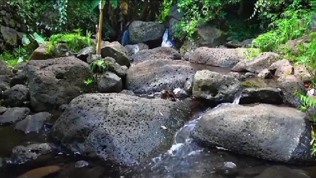 nature video