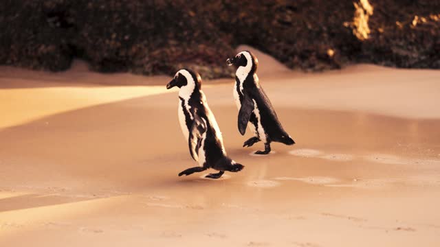 Two Penguin Walking on Beach