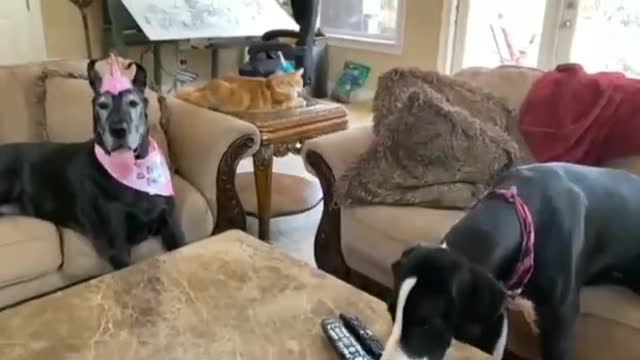 Cat joins Great Danes in singing the Happy Birthday song