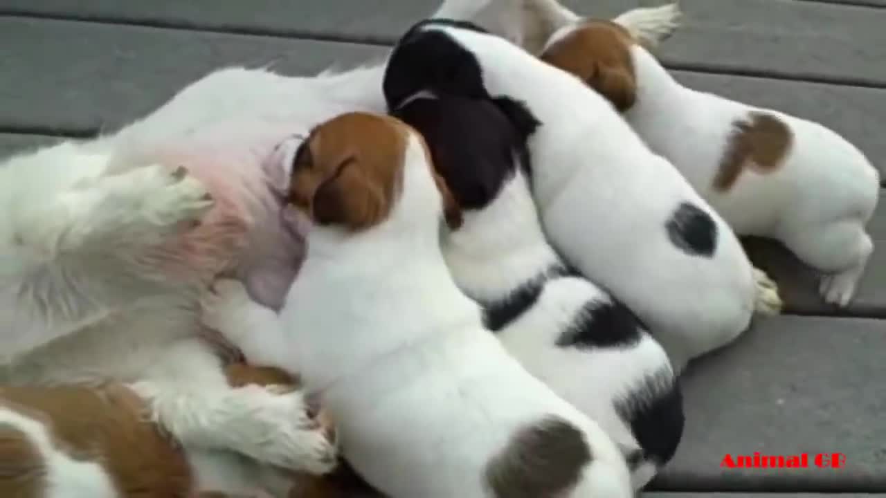 Mommy Jack Russell Dog Giving Birth To 5 Cute Puppies