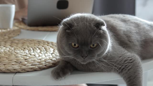 a-grey-cat-resting-on-the-table