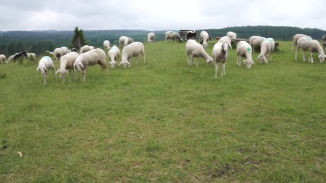 Video of eating fence food