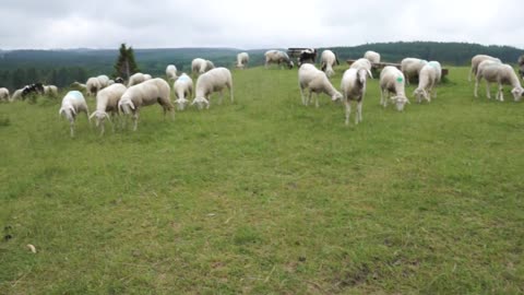 Video of eating fence food