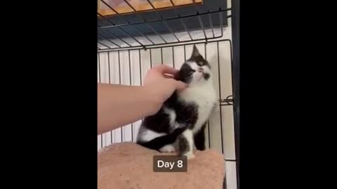 Homeless kitten Found his home