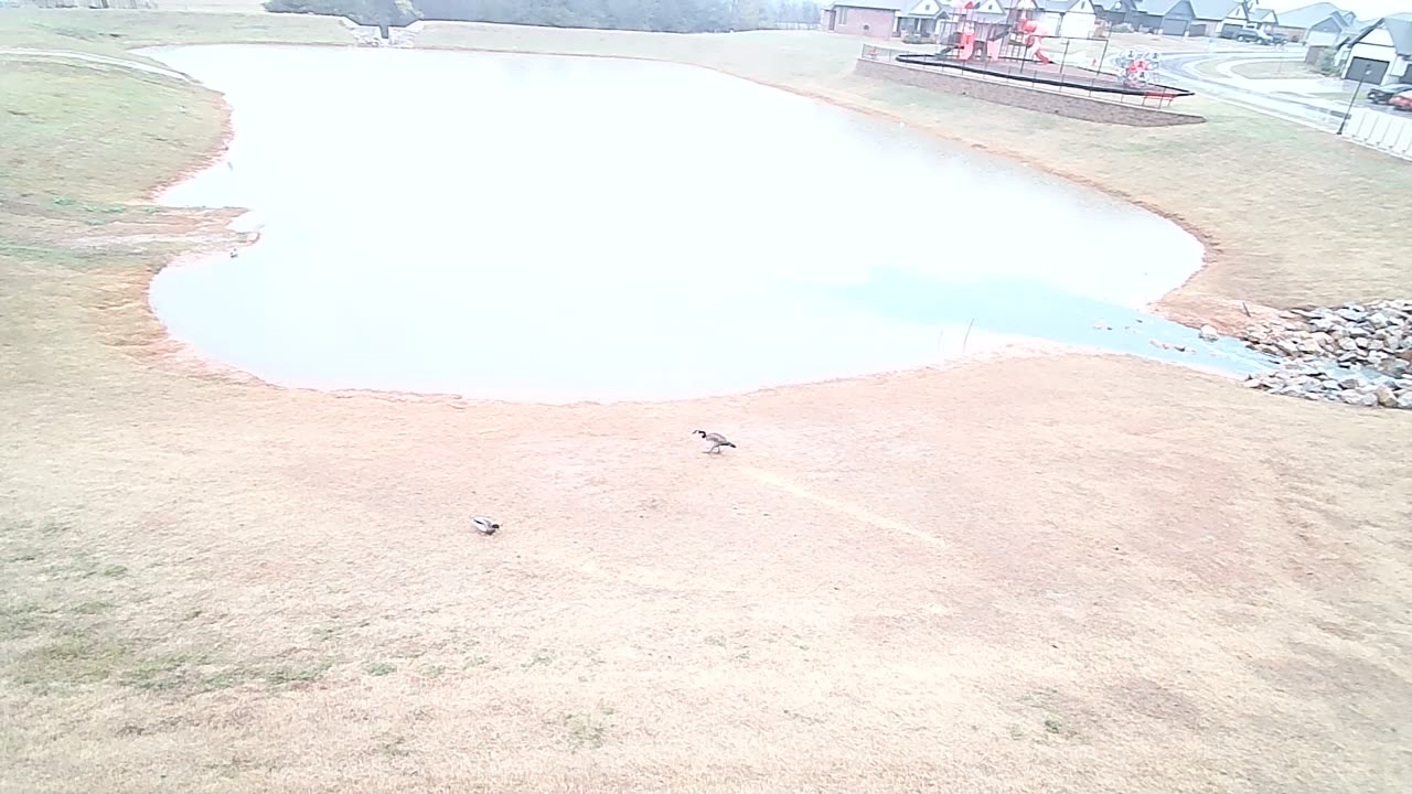 The Pond