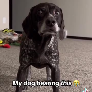 Dog's Reaction to 2024 Trump vs Harris Presidential Debate