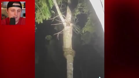 Tree Climbing Snakes