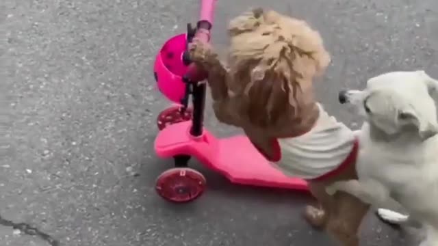 A dog and his girlfriend.
