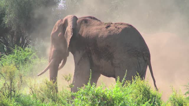 Adorable Giant African Elephant giving himself a dustbirth in the middle of the Jungle