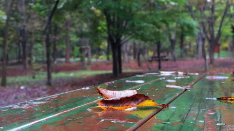 Leaves are falling on the picnic table and autumn rain is falling