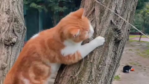 Cat is playing and fighting | cats | cat | #catisplaying #amazing #beautiful