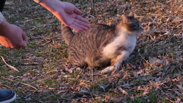 ways to get a cat to like you