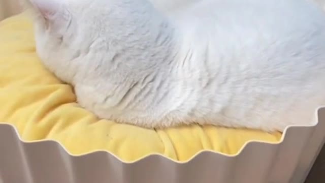 When the mouse laughs at the cat, there must be a hole beside it
