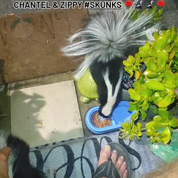 HAPPY TUESDAY FROM CHANTEL & ZIPPY SKUNKS 💕🦨🦨💕💜💫💫💫