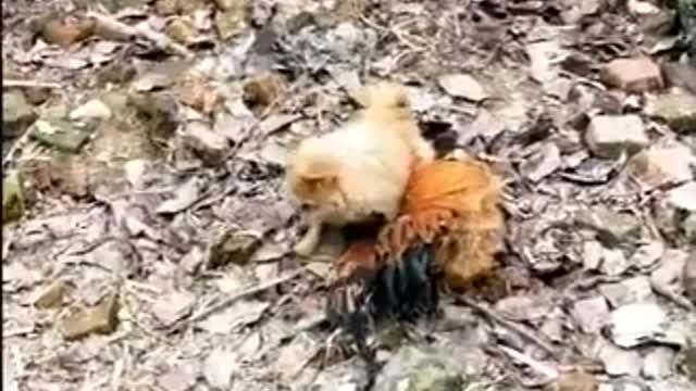 chicken and dog are fighting