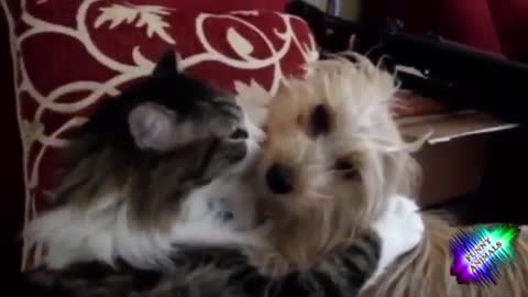 Funniest animals 2021 / funny animals compilation