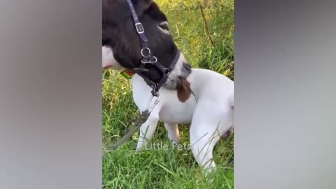 Funny Animals