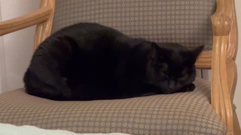 Adopting a Cat from a Shelter Vlog - Cute Precious Piper Sleeps on Her Throne