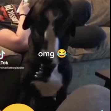 "Cute Dog Moments That Will Melt Your Heart"