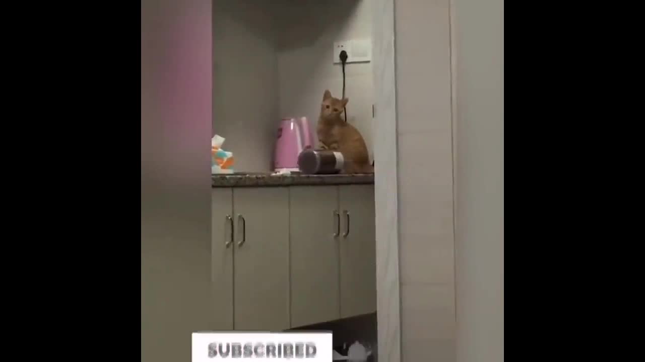 Cats talking !! these cats can speak english better than hooman