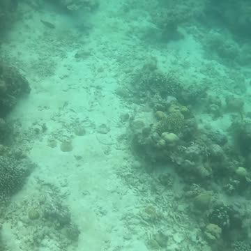 A Morning Snorkeling Adventure