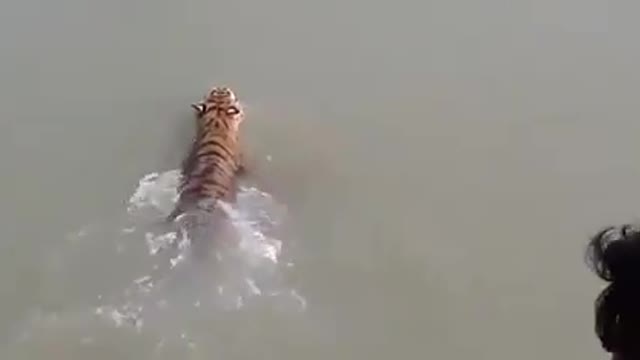 The tiger swam across the river