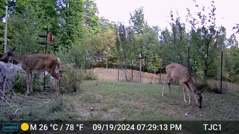 Deer Drinking From Birdbath