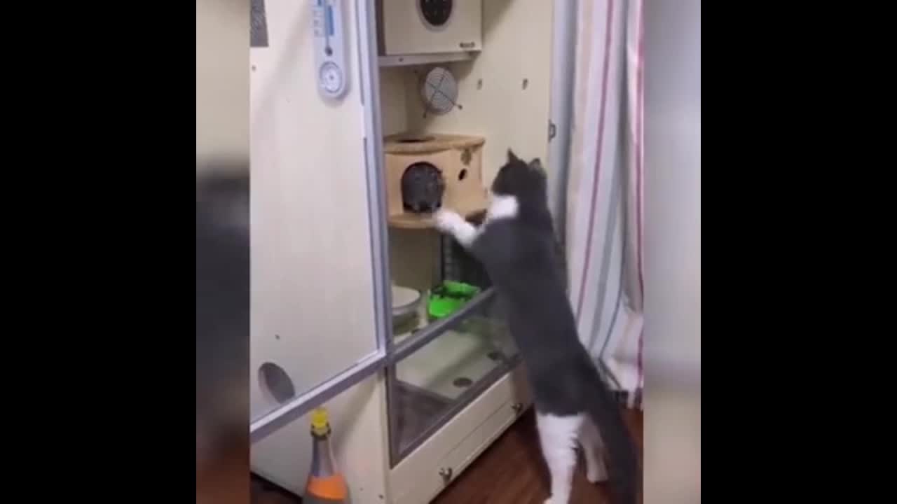 Cat funny video