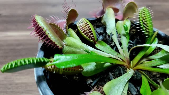 feeding my insect-eating plant