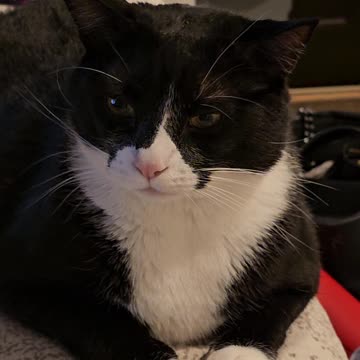 Kitty remembers water bottles