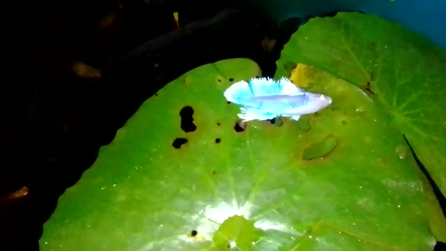 Fish Sleeping
