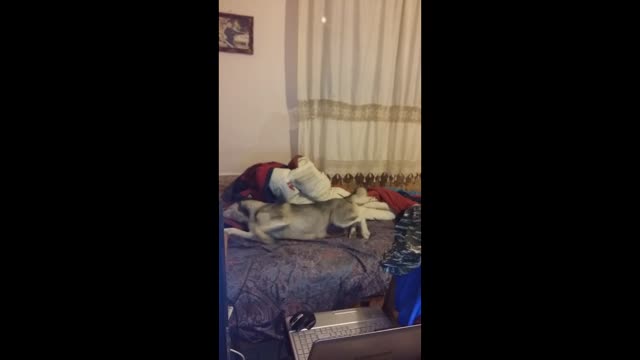 Dreaming Husky having a nightmare