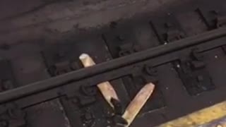 The real ratatouille. two rats chew on baguette bread on subway