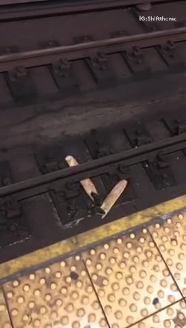 The real ratatouille. two rats chew on baguette bread on subway