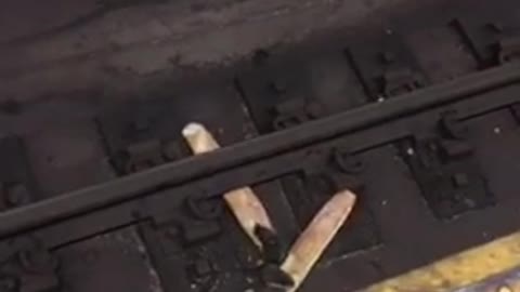 The real ratatouille. two rats chew on baguette bread on subway