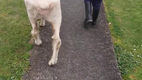 Sheep Dog Goes For a Walk