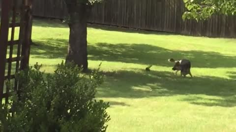 Odin chasing Squirrels