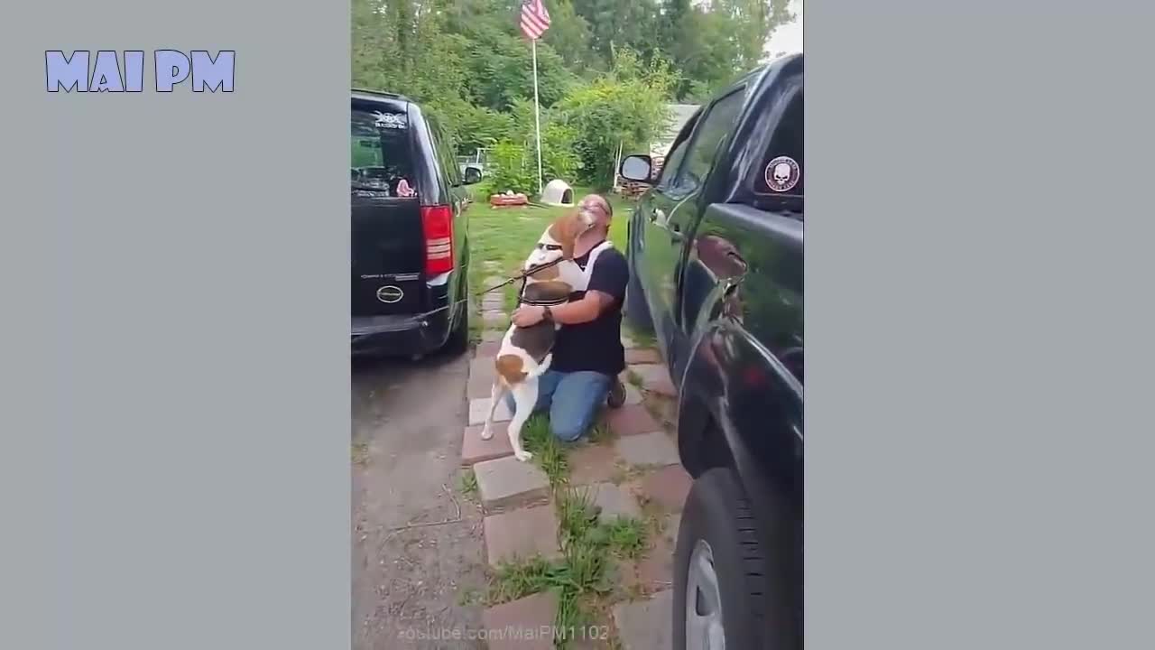 Funny Dog's videos