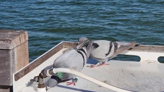 Doves drink water from hose on pier