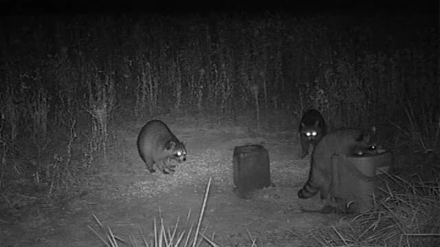 Raccoon Washes Hands Before Dinner