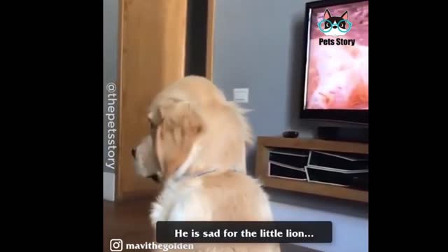 An empathetic dog feeling sad for the injured lion