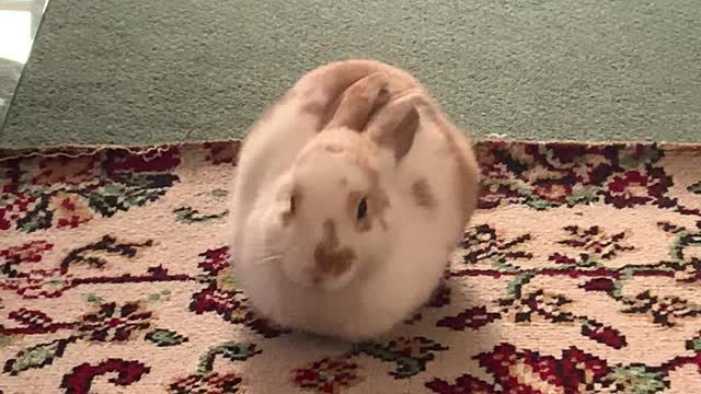 Emily the Rabbit Laying Down in Loaf Mode